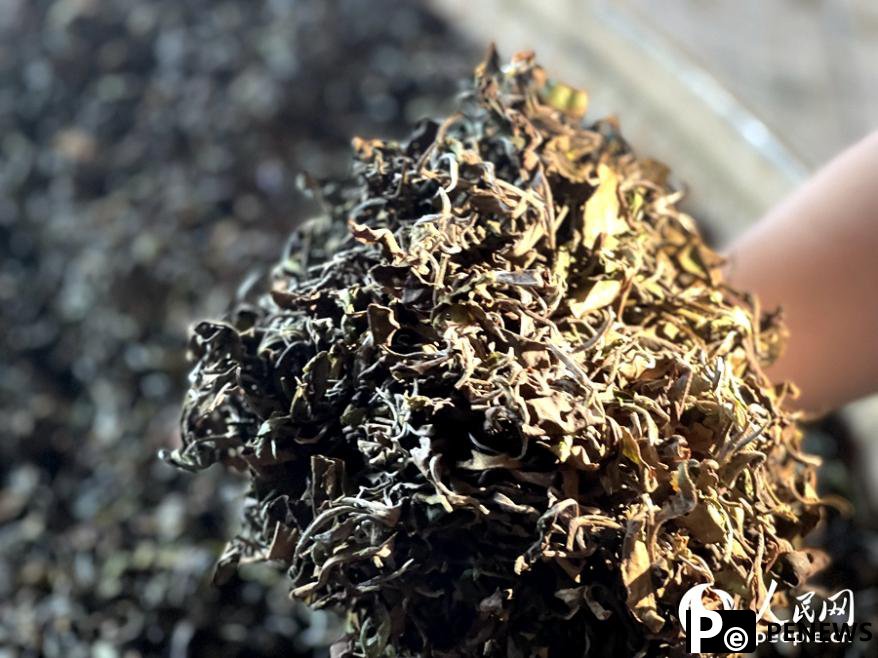 Tea variety introduced from the Taiwan region thrives in Fujian
