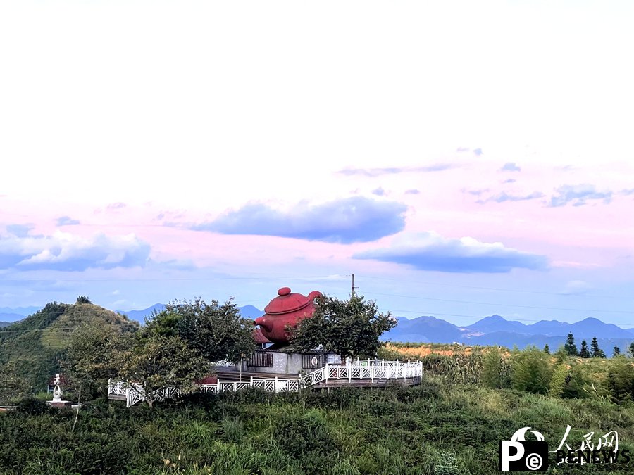 Tea variety introduced from the Taiwan region thrives in Fujian