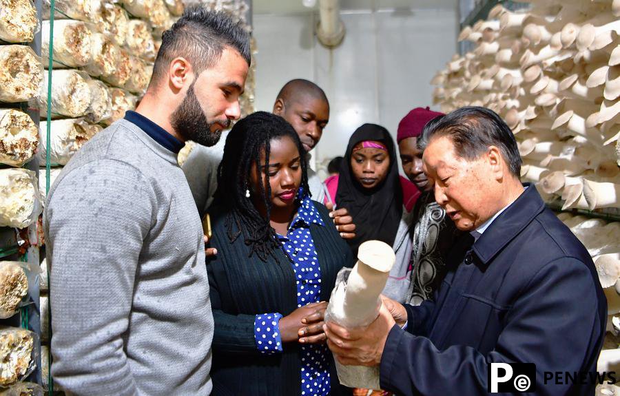 How Chinese hybrid grass technology is changing the world for the better