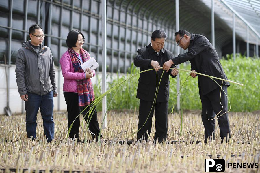 How Chinese hybrid grass technology is changing the world for the better