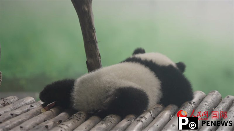 Explore Chengdu, a city of happiness and vigor