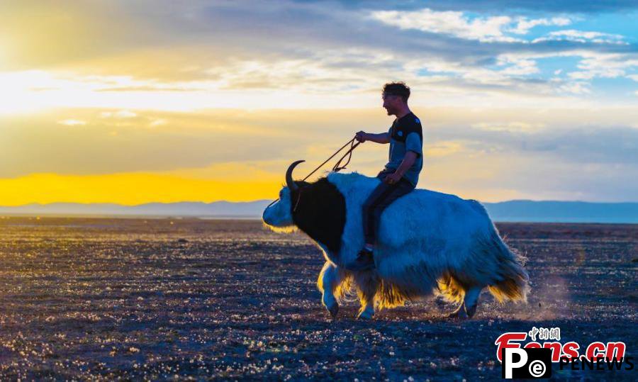 Yak racing festival celebrated in Qinghai