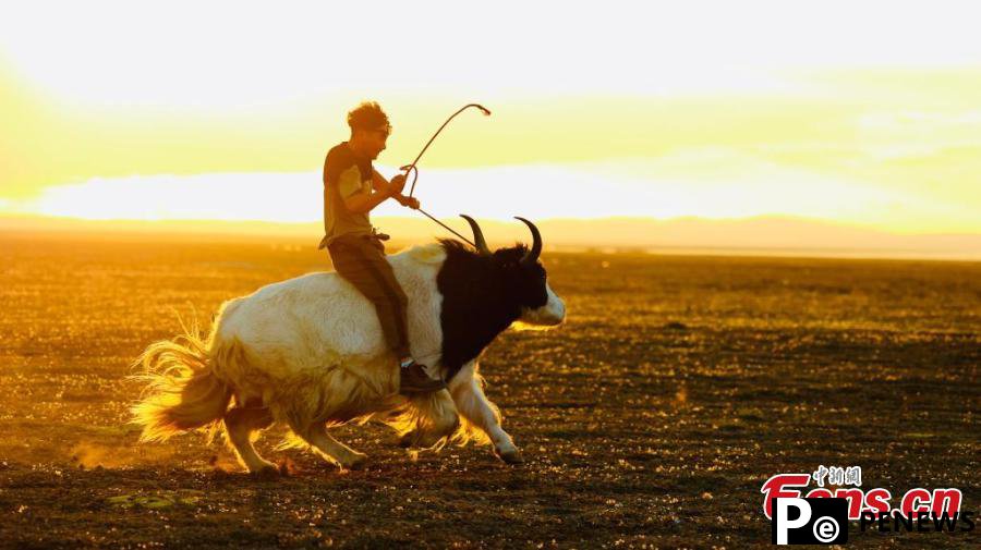Yak racing festival celebrated in Qinghai