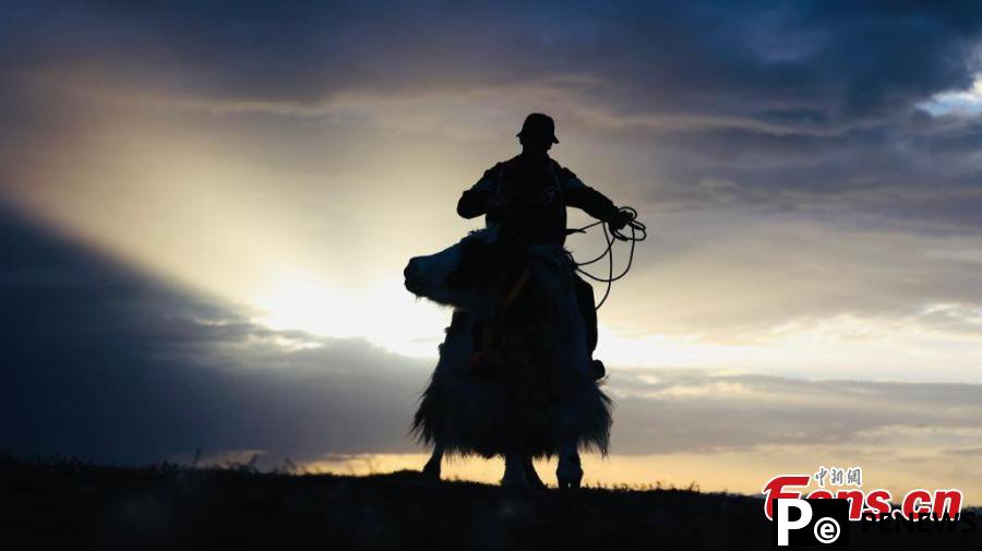 Yak racing festival celebrated in Qinghai