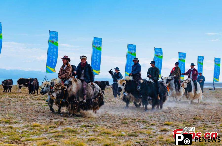 Yak racing festival celebrated in Qinghai