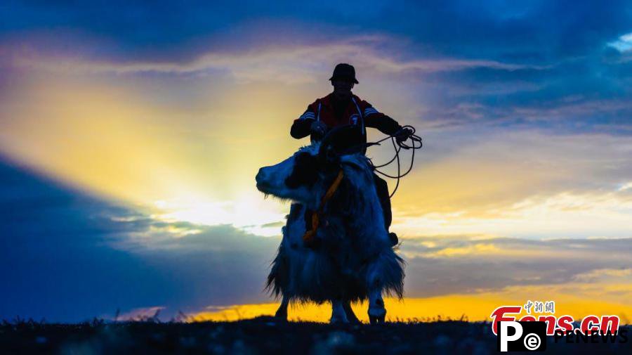 Yak racing festival celebrated in Qinghai