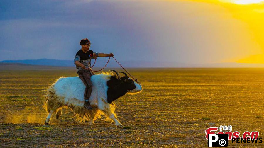 Yak racing festival celebrated in Qinghai