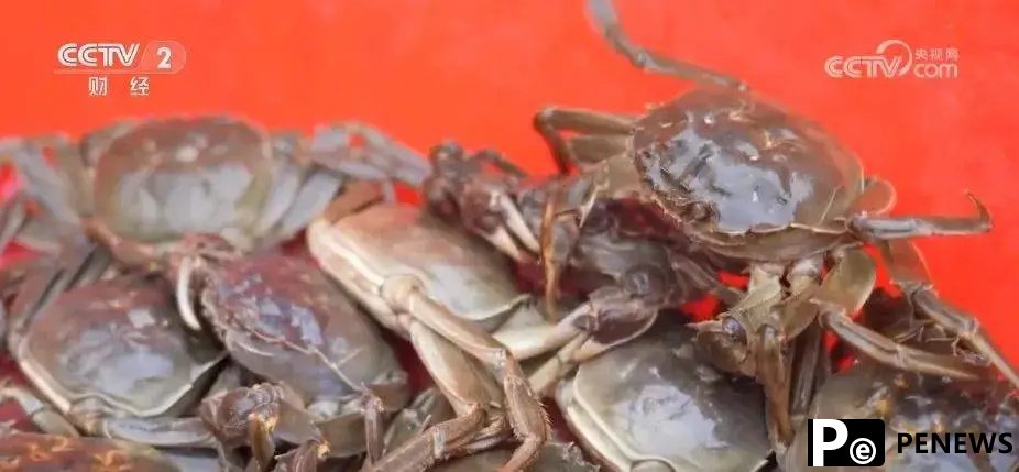 Crabs raised on edge of desert in China