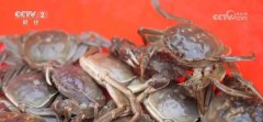 Crabs raised on edge of desert in China's Xinjiang hit market
