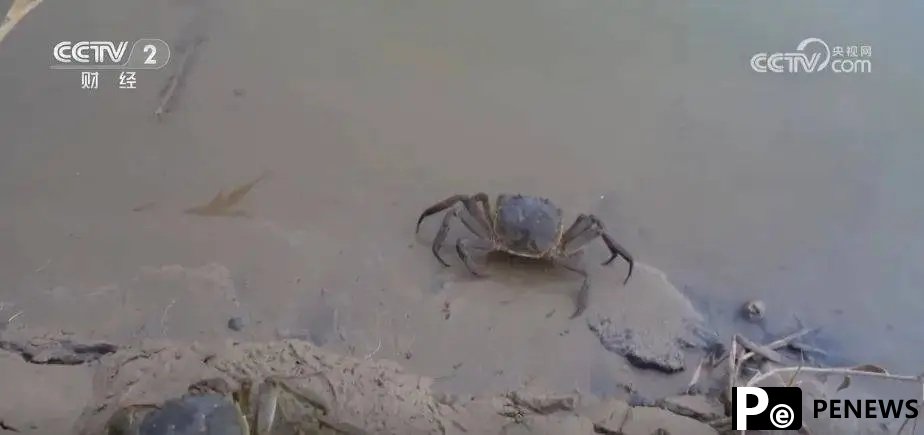 Crabs raised on edge of desert in China