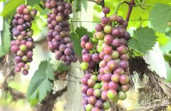Small village in China's Guangxi sees bountiful harvest of grapes