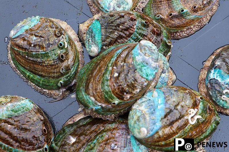 Lianjiang county: Home of abalones in China