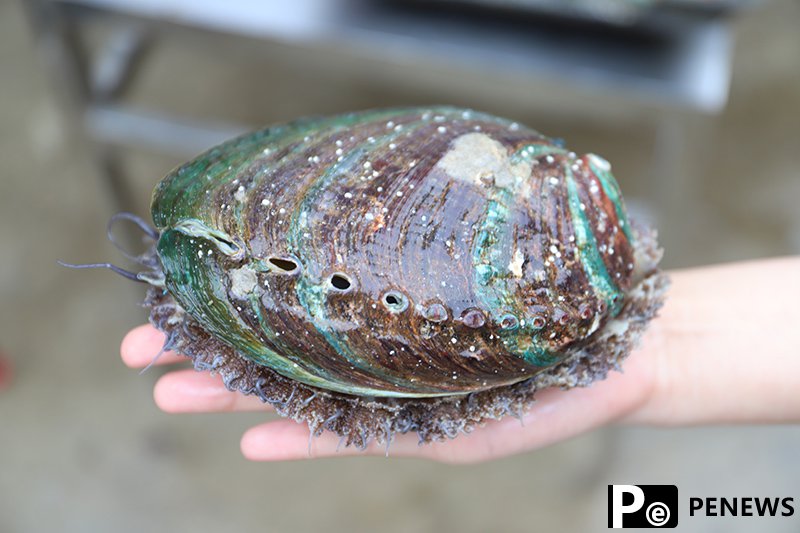 Lianjiang county: Home of abalones in China