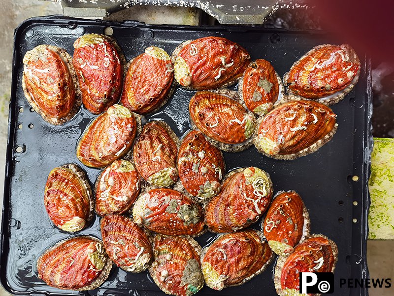 Lianjiang county: Home of abalones in China