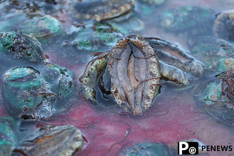 Lianjiang county: Home of abalones in China