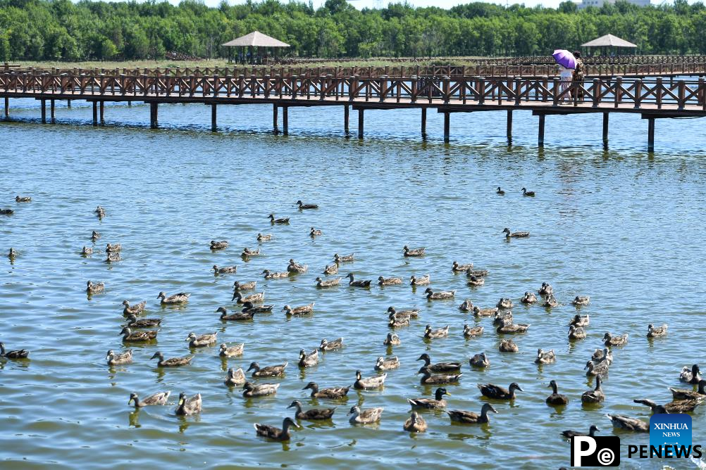 Northeast China attractions turn cool resources into summer tourism gold