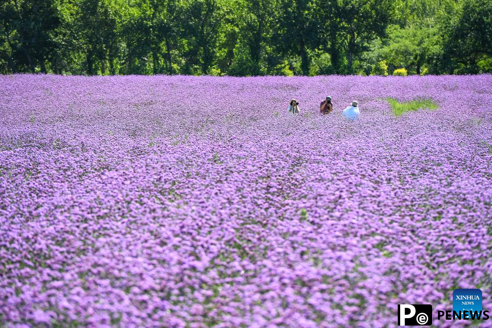 Northeast China attractions turn cool resources into summer tourism gold