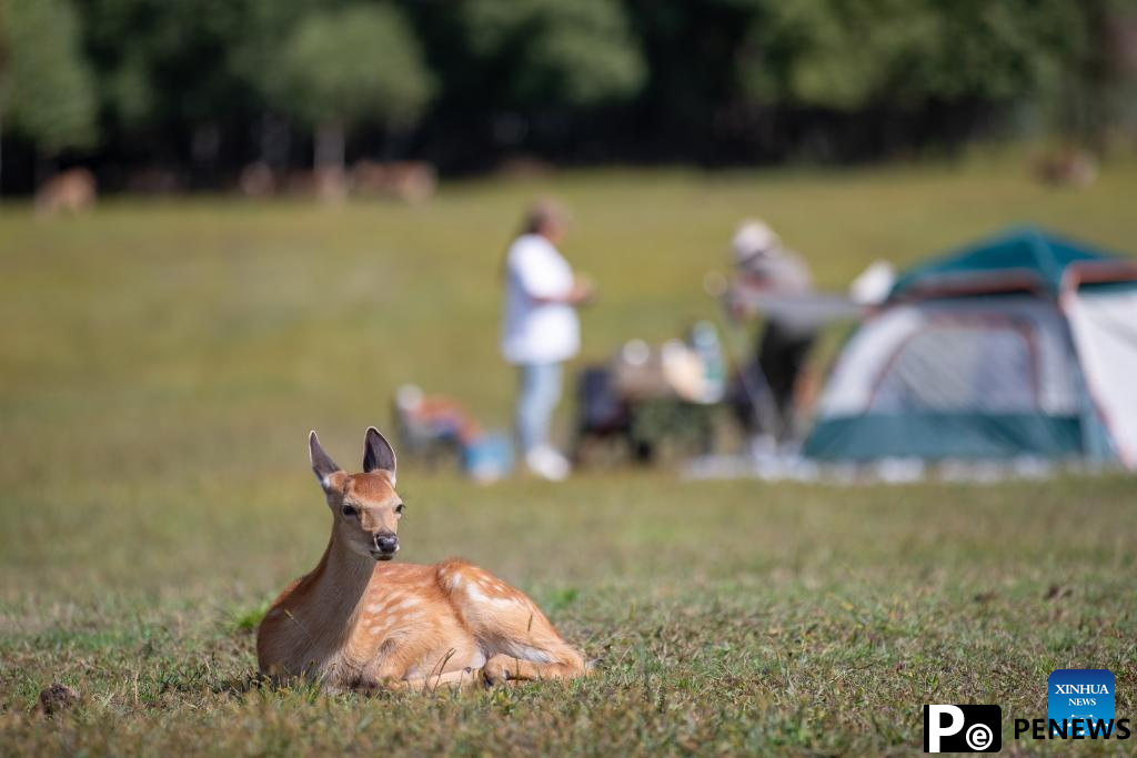 Northeast China attractions turn cool resources into summer tourism gold