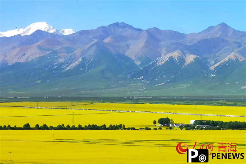Rapeseed fields fuel tourism surge in Menyuan, NW China