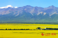 Rapeseed fields fuel tourism surge in Menyuan, NW China's Qinghai