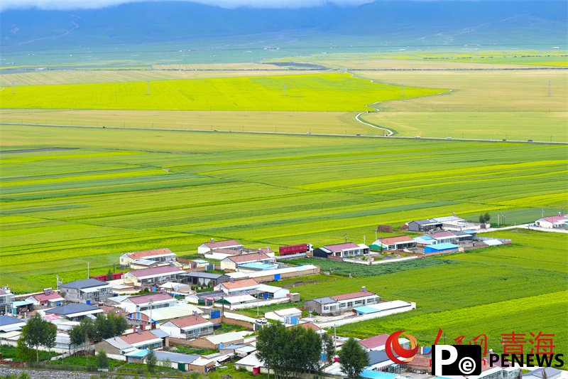 Rapeseed fields fuel tourism surge in Menyuan, NW China