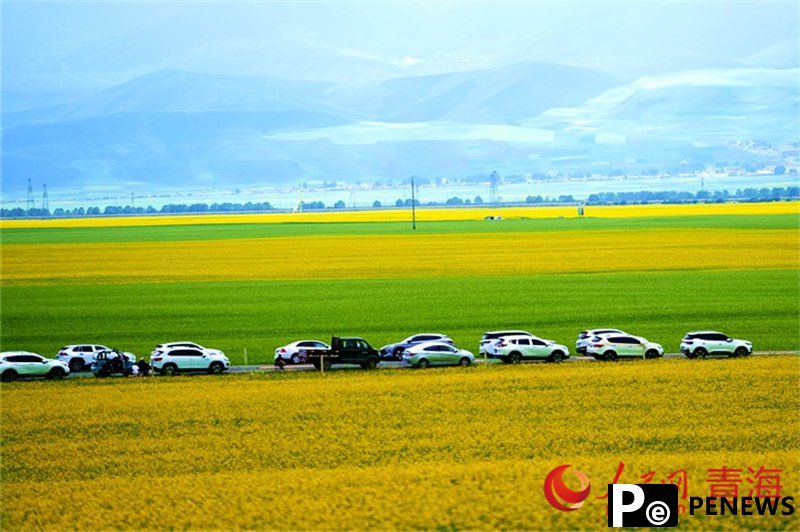 Rapeseed fields fuel tourism surge in Menyuan, NW China