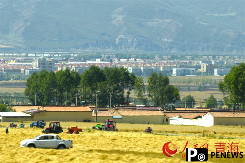 Rapeseed fields fuel tourism surge in Menyuan, NW China