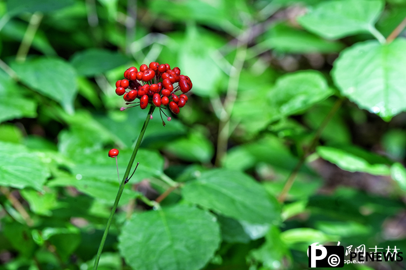 Ginseng in NE China