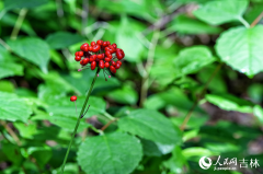 Ginseng in NE China's Changbai Mountain grows into 'gold mine'