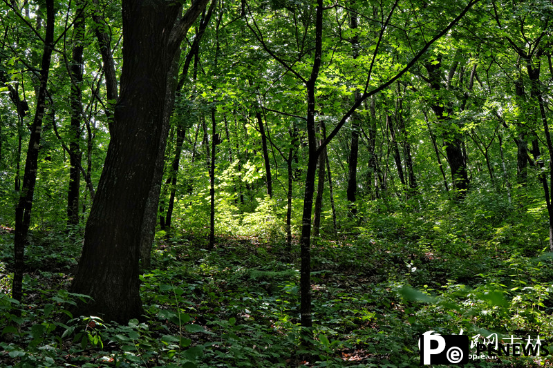 Ginseng in NE China
