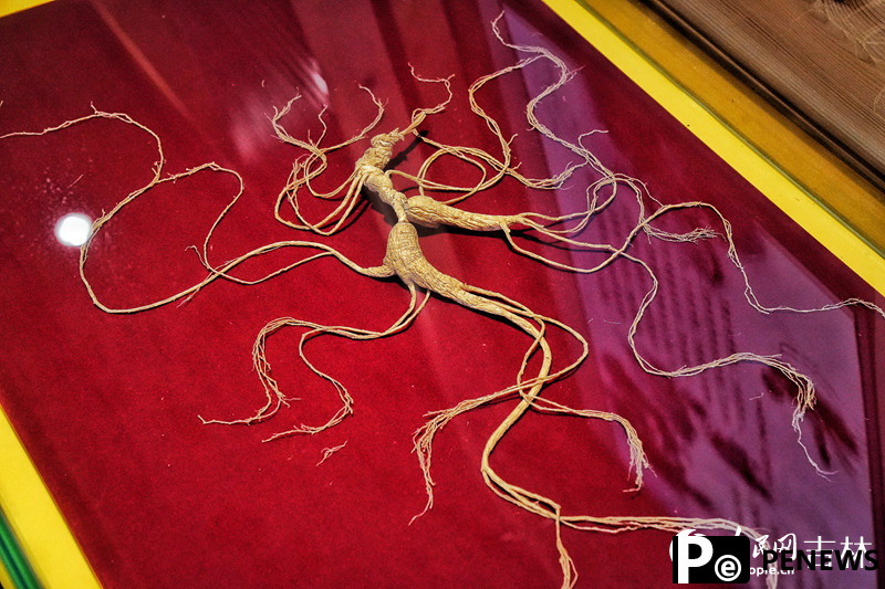Ginseng in NE China