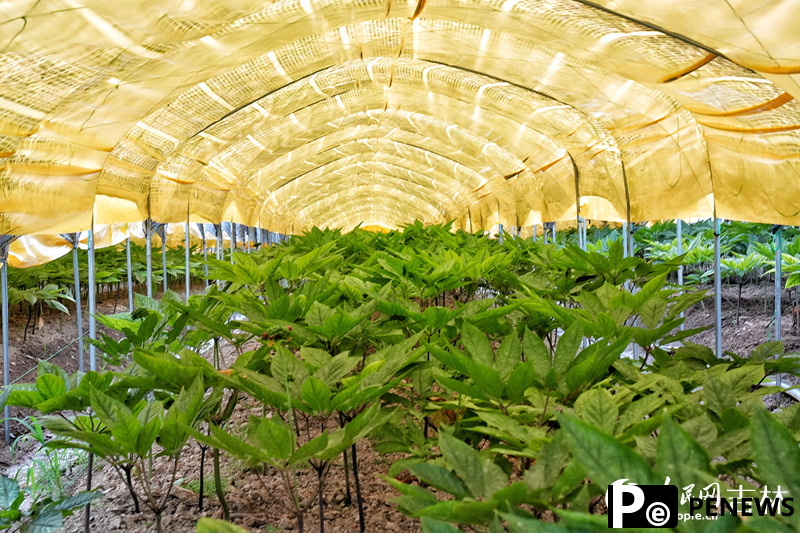 Ginseng in NE China