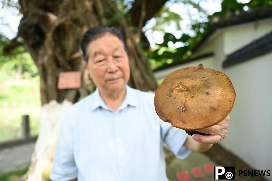Chinese Juncao technology innovators bring tangible benefits to Africans