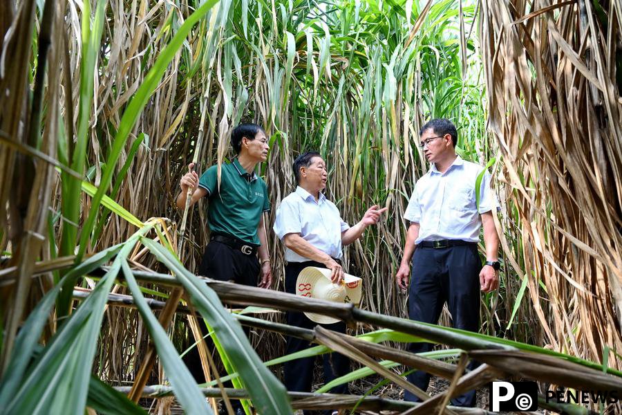 Chinese Juncao technology innovators bring tangible benefits to Africans