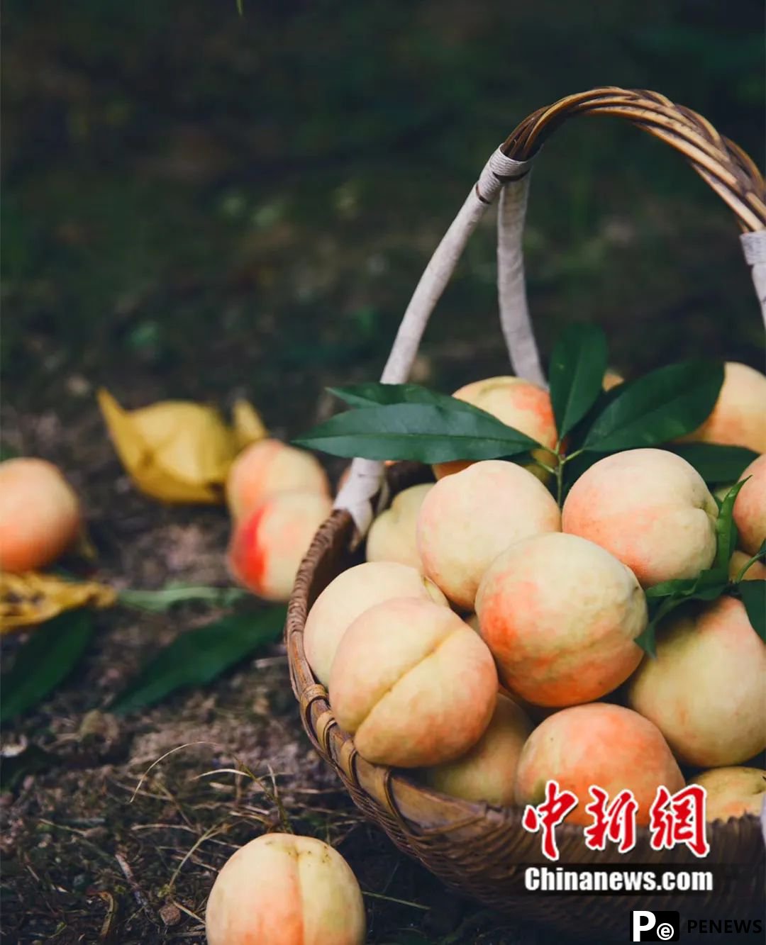 Peaches from Fenghua, E China