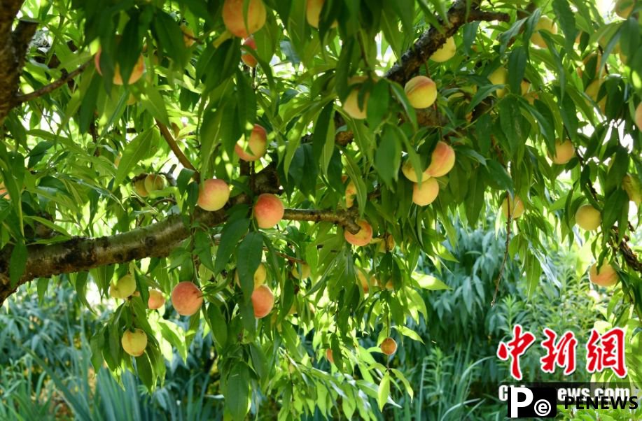 Peaches from Fenghua, E China