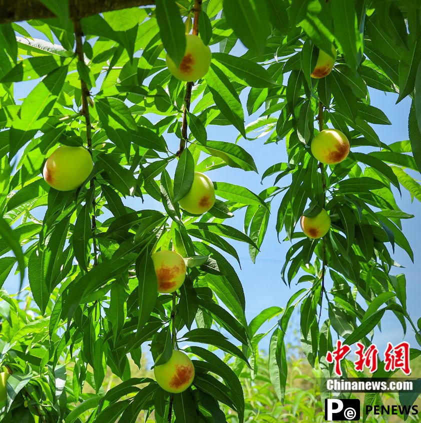 Peaches from Fenghua, E China