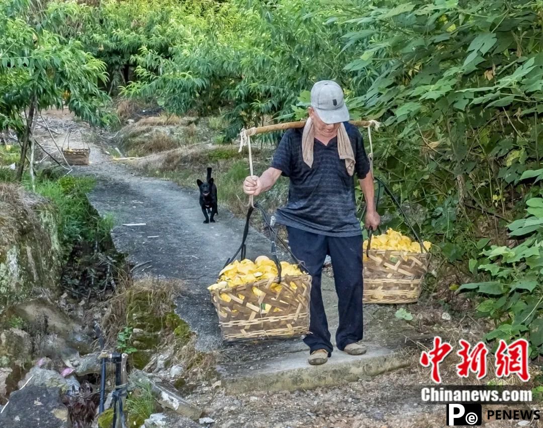 Peaches from Fenghua, E China
