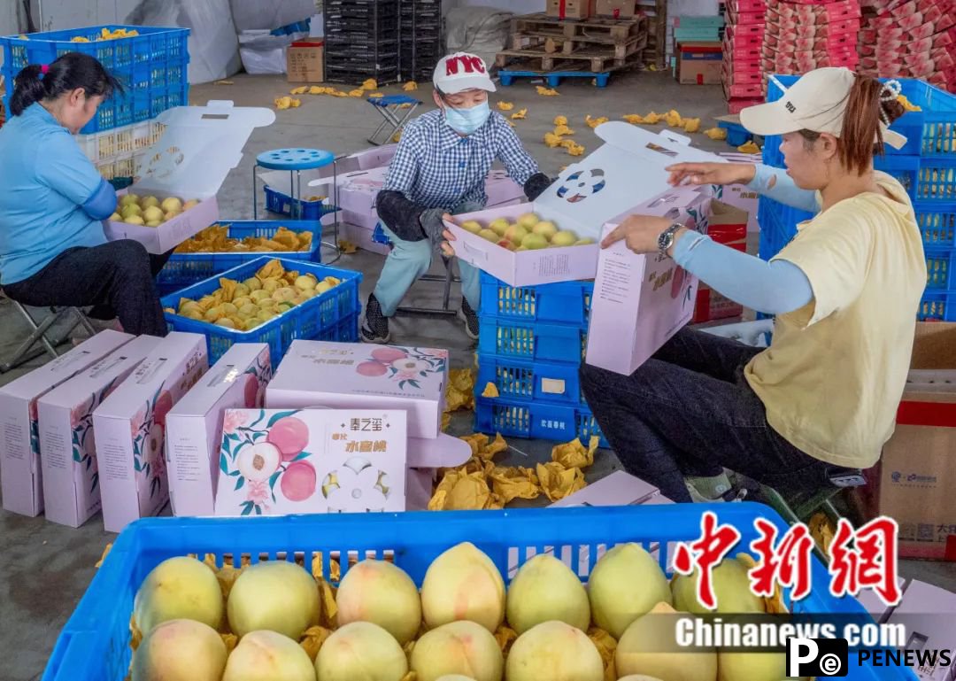 Peaches from Fenghua, E China