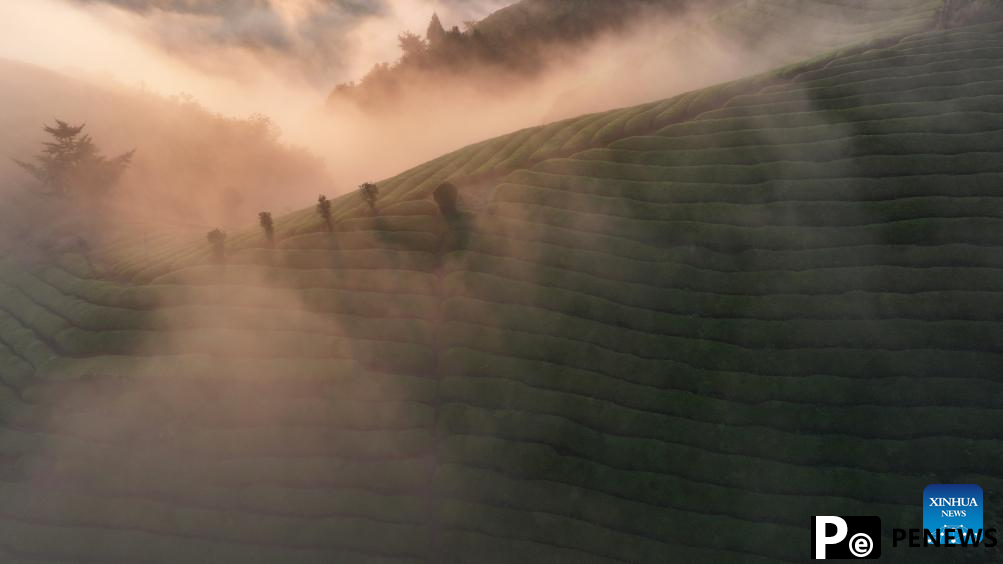 Scenery of tea garden in Mu