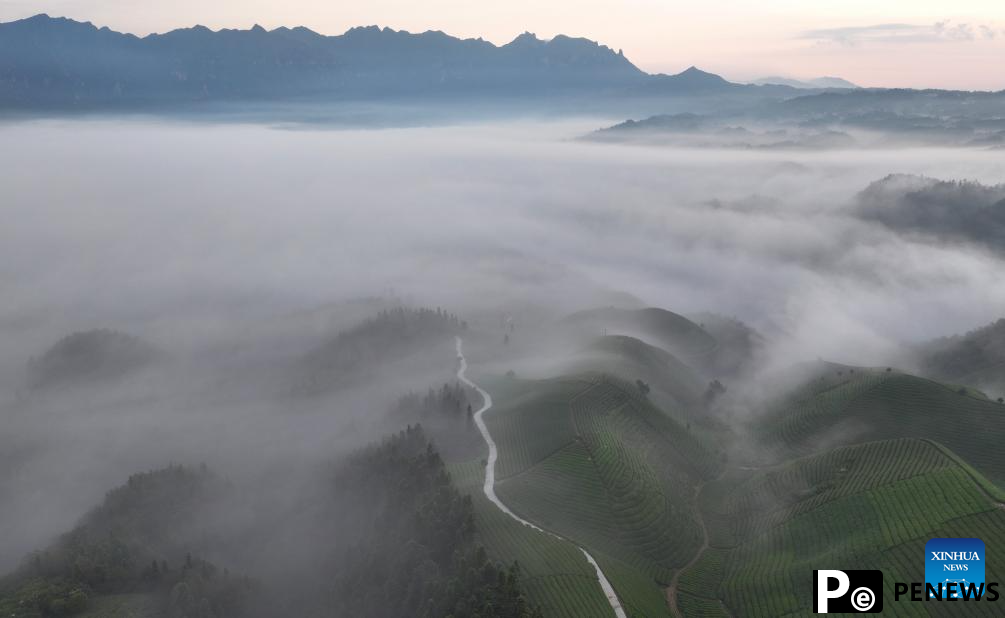 Scenery of tea garden in Mu