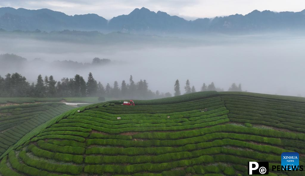 Scenery of tea garden in Mu