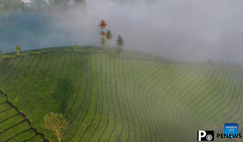 Scenery of tea garden in Mu