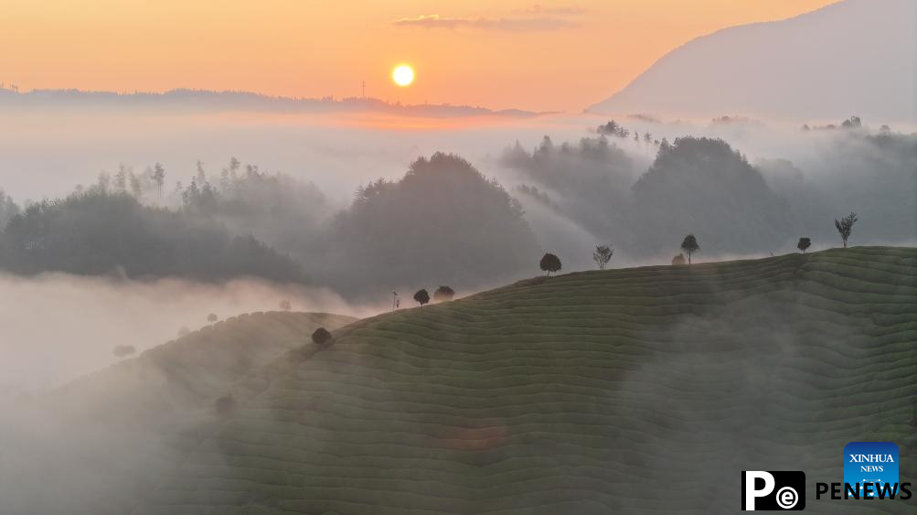 Scenery of tea garden in Mu