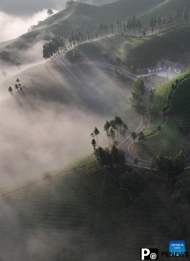 Scenery of tea garden in Mu