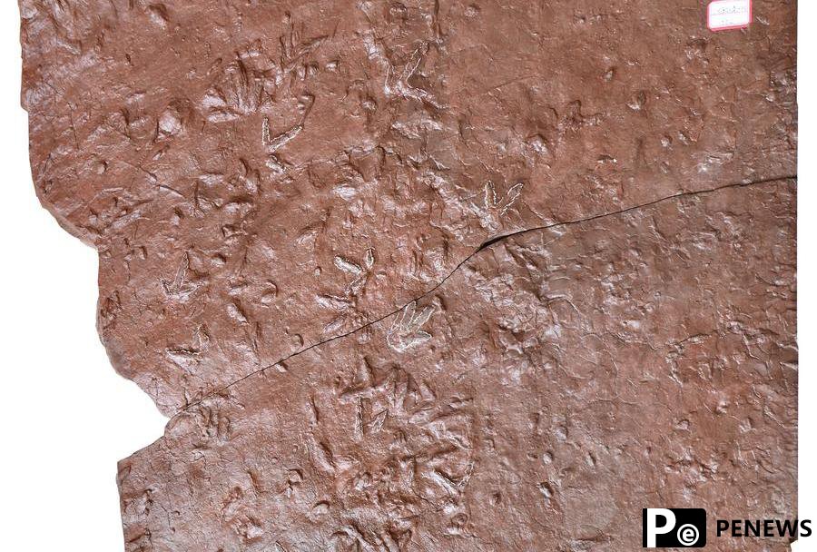 Turtle, bird, dinosaur tracks reveal NW China