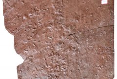 Turtle, bird, dinosaur tracks reveal NW China's Cretaceous past