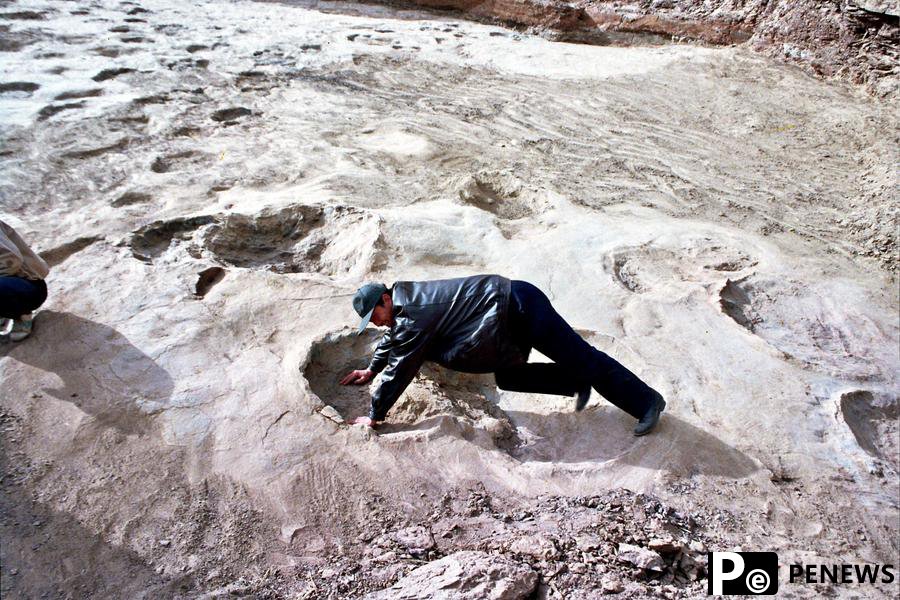Turtle, bird, dinosaur tracks reveal NW China
