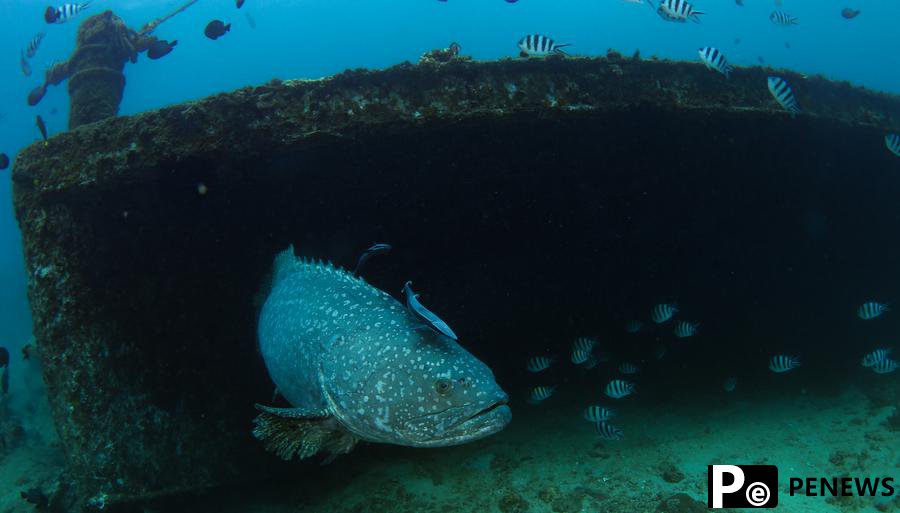 Scientists decode ＂genetic trove＂ of marine microorganisms