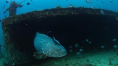 Scientists decode ＂genetic trove＂ of marine microorganisms